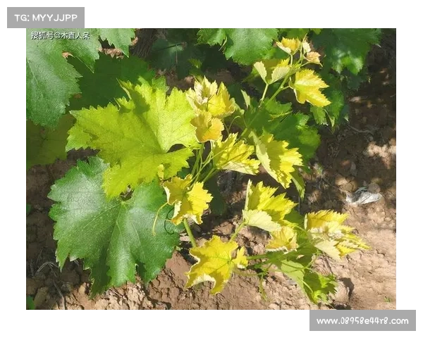 高地红石榴种植全攻略从土壤选择到管理技巧一站式指导 高地红石榴种植全攻略从土壤选择到管理技巧一站式指导